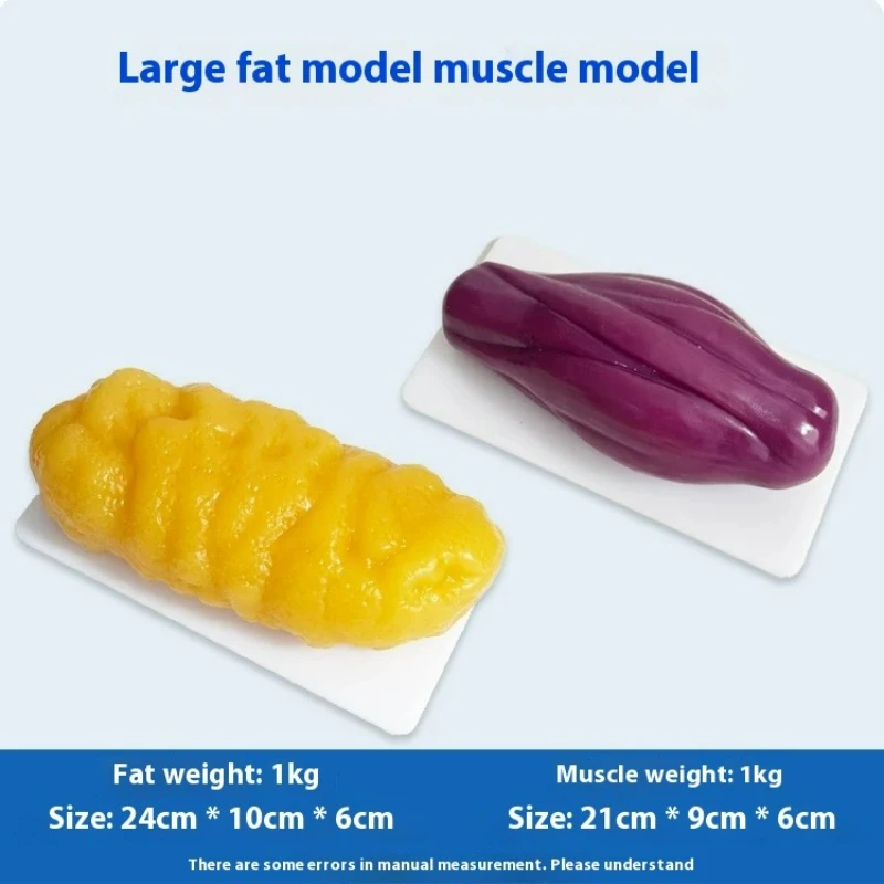 Nutrition Fitness Health - Replica's van menselijke spieren en vet